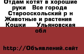 Отдам котят в хорошие руки - Все города, Старооскольский р-н Животные и растения » Кошки   . Ульяновская обл.